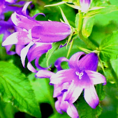 Capanila Latifolia - photo Kurt Stüber